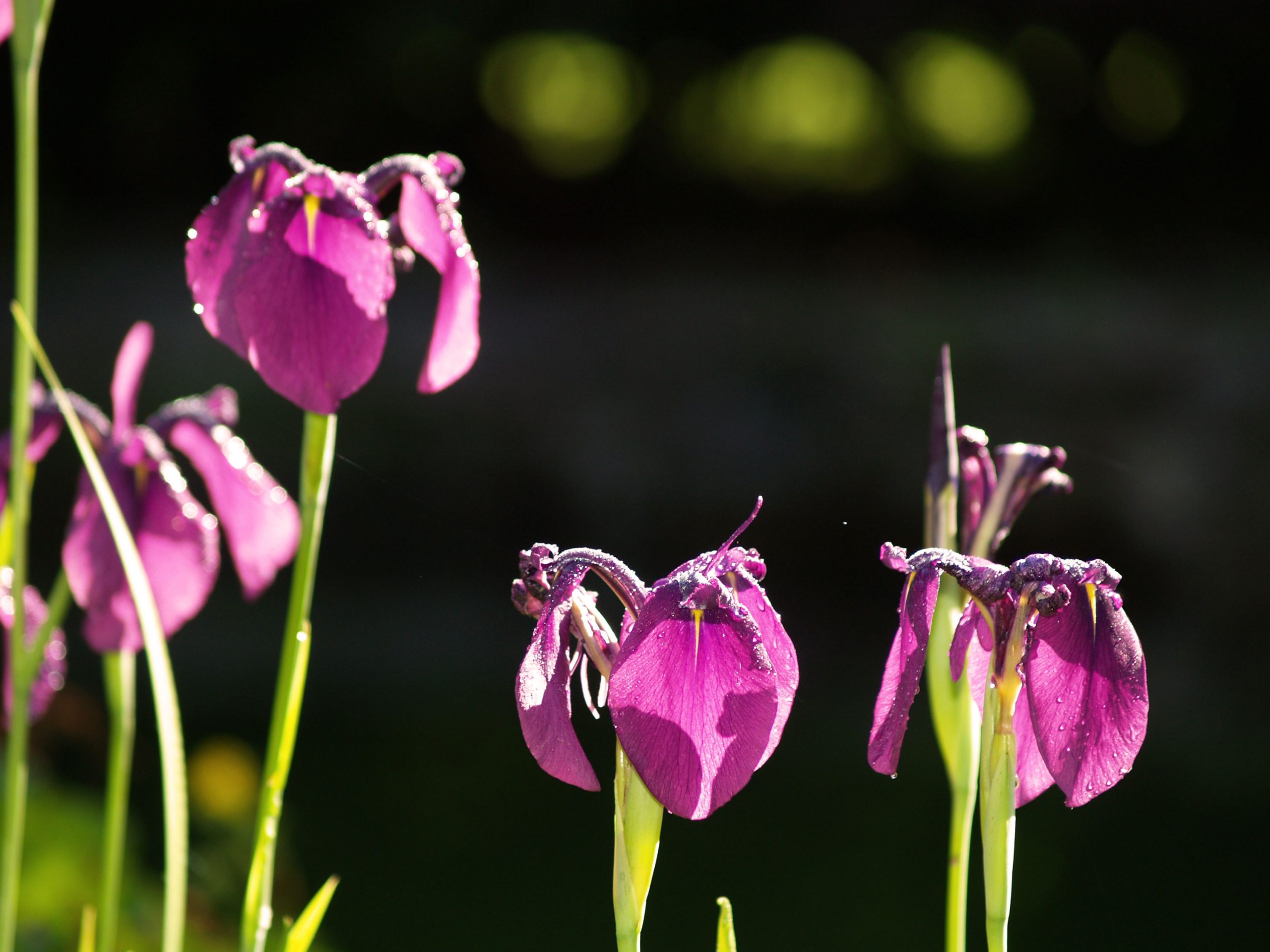 Badeteich_Muenchen_Gartenarchitektur_Lilien_Trendgruen_3000px Für Mensch und Ökologie!