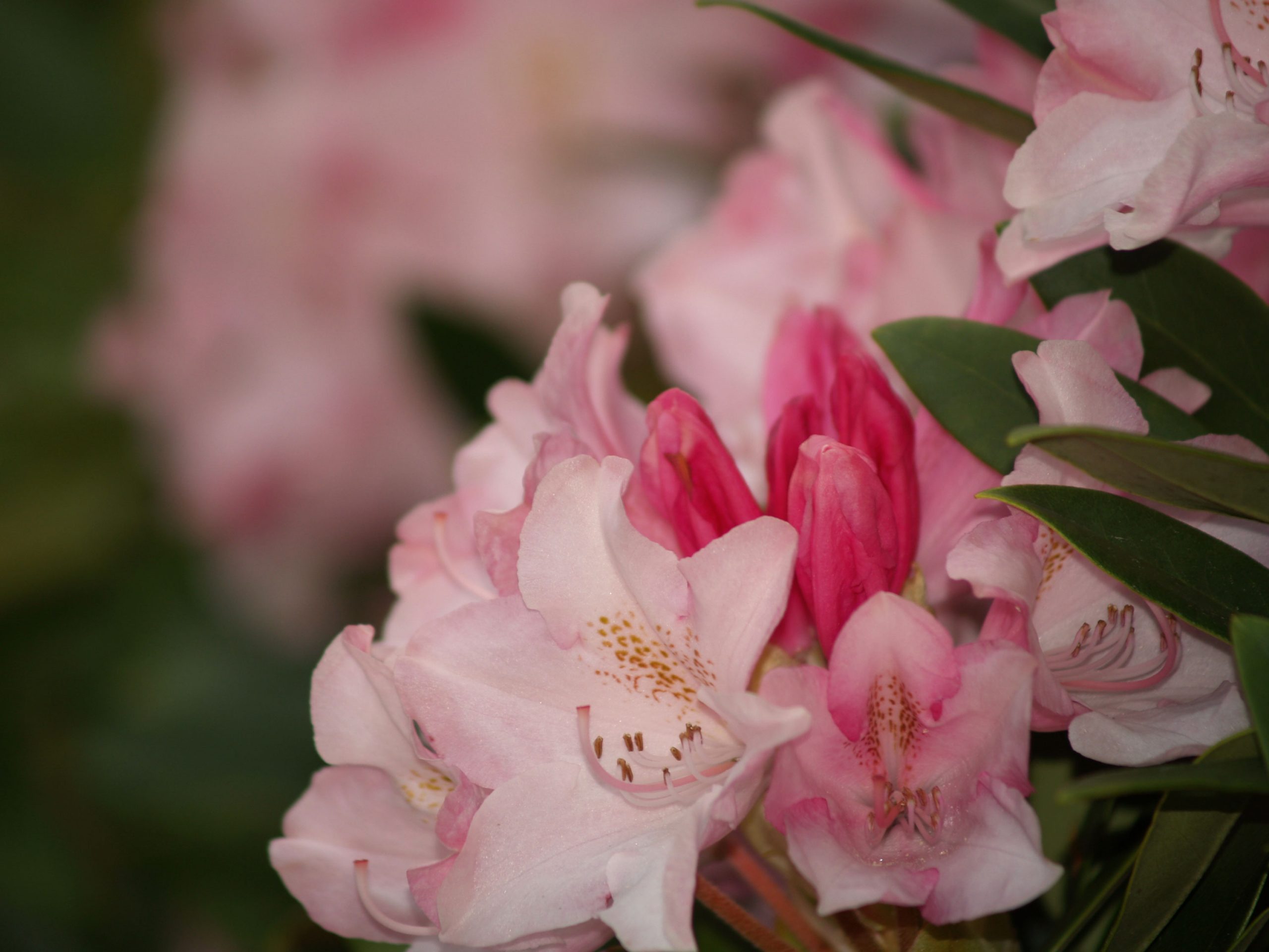 Parkgarten_Erding_Blueten_trendgruen_2000px