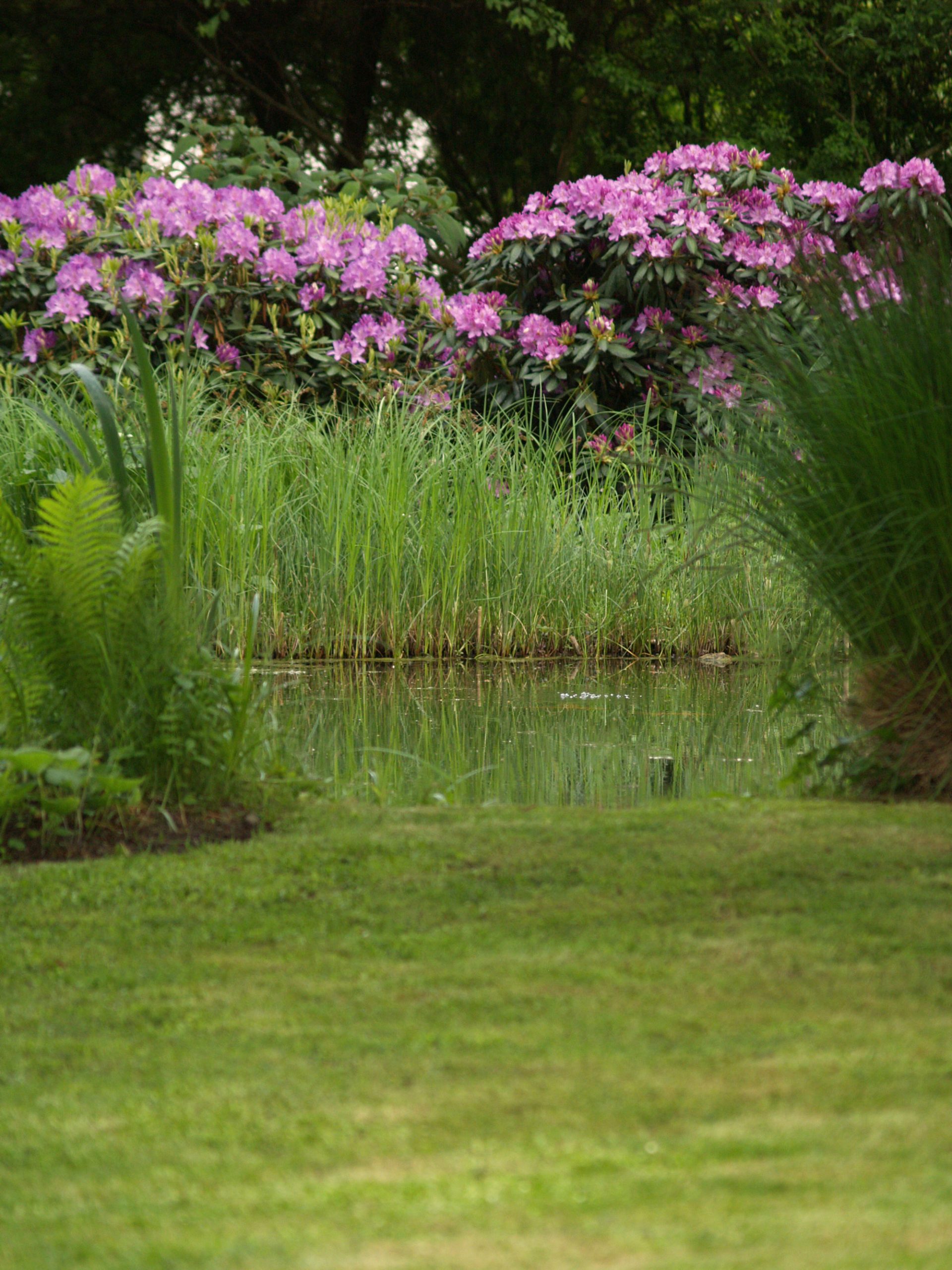 Parkgarten_Erding_Rhododendron_trendgruen_2000px