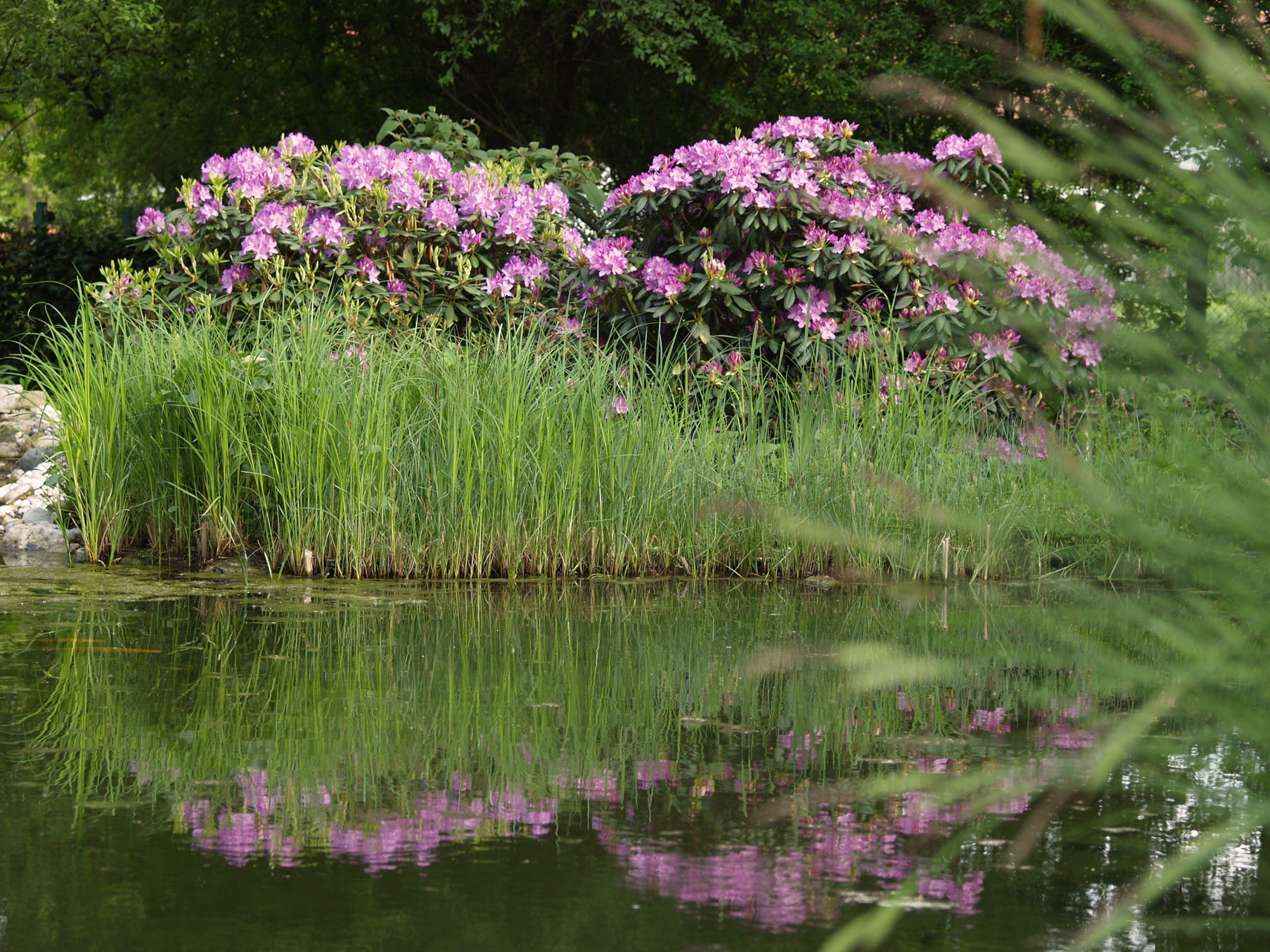 Parkgarten_Erding_Uferbepflanzung_trendgruen_3000px