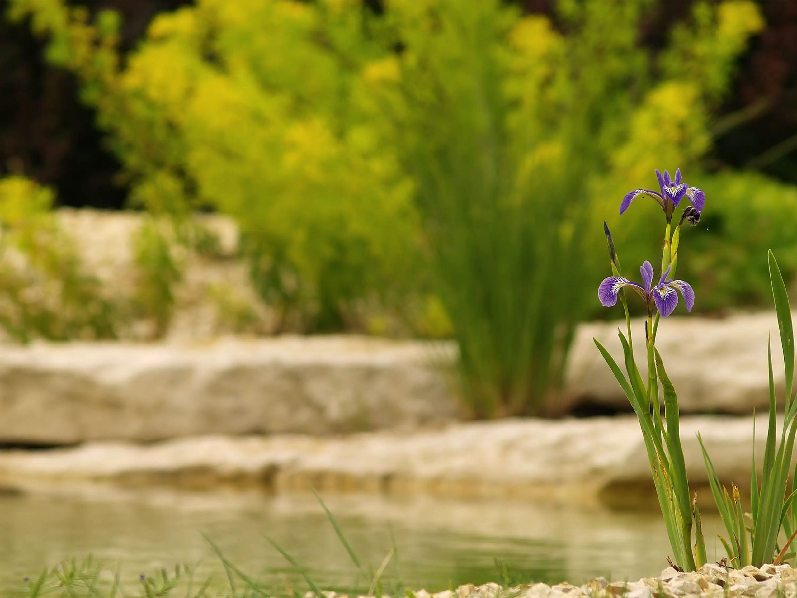 Badeteich_Bruckberg_detail_Pflanze_0052_3000px